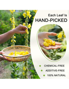 Té Detox de Pulmón TZTZBOM - 50 Bolsitas de Mullein Orgánico 2