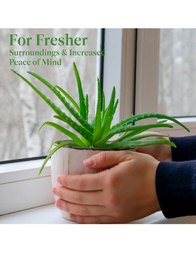 Planta Aloe Vera en Maceta 15 cm - Intercambio de Plantas Americanas