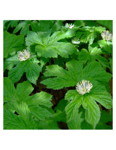 10 Raíces de Goldenseal UIOTER para Plantar al Aire Libre