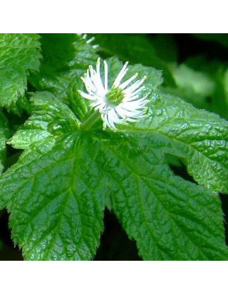 10 Raíces de Goldenseal UIOTER para Plantar al Aire Libre