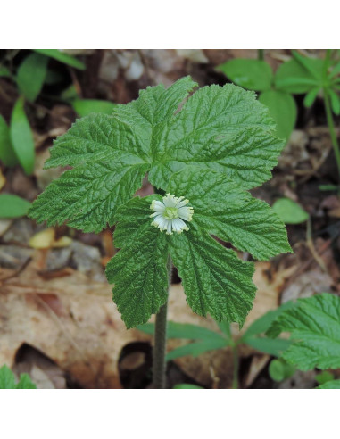 10 Raíces de Goldenseal UIOTER para Plantar al Aire Libre