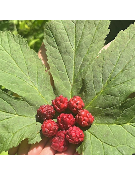 10 Raíces de Goldenseal UIOTER para Plantar al Aire Libre