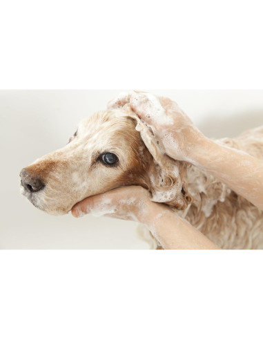 Champú de Cúrcuma Dorada Pet Silk 453.6g - Hidrata y Repara Pelaje