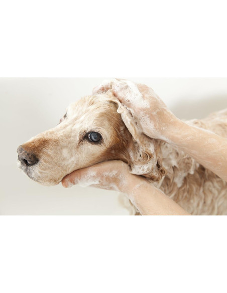 Champú de Cúrcuma Dorada Pet Silk 453.6g - Hidrata y Repara Pelaje