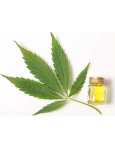 Loción Bronceadora Aceleradora Espumosa Sun Sauce 340g 2