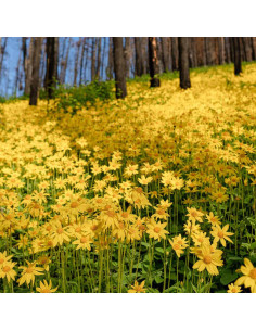 Aceite de Oliva Infundido con Arnica Aromatics 28g - Cuidado Piel 2