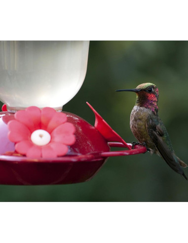 Alimentador de Colibrí Perky-Pet 135TF 473 ml Llenado Superior