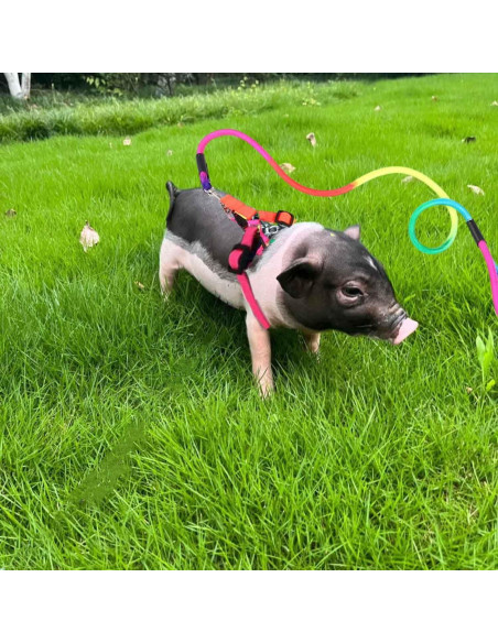 Juego de 2 Arnés y Correa Ajustable para Cerdo Mini TTMIMIK Juego de 2 Arnés y Correa Ajustable para Cerdo Mini TTMIMIK