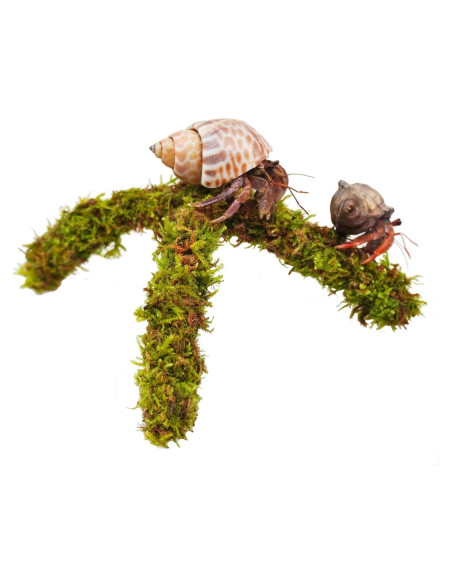 Soporte de Escalada para Cangrejo Ermitaño Begeterday 15 cm