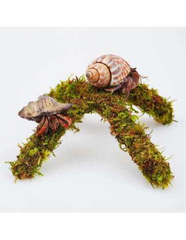 Soporte de Escalada para Cangrejo Ermitaño Begeterday 15 cm