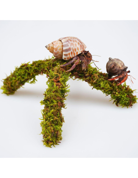 Soporte de Escalada para Cangrejo Ermitaño Begeterday 15 cm