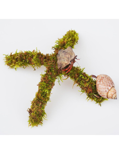 Soporte de Escalada para Cangrejo Ermitaño Begeterday 15 cm