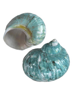 Conchas de Cangrejo Ermitaño 2pcs Verde Grande 7-8 cm