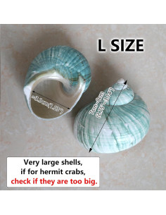 Conchas de Cangrejo Ermitaño 2pcs Verde Grande 7-8 cm 2