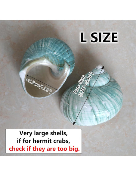 Conchas de Cangrejo Ermitaño 2pcs Verde Grande 7-8 cm