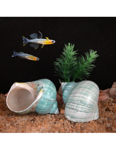 Conchas de Cangrejo Ermitaño 2pcs Verde Grande 7-8 cm