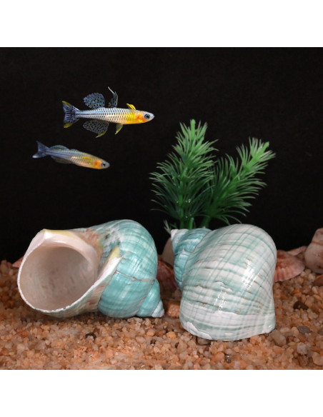 Conchas de Cangrejo Ermitaño 2pcs Verde Grande 7-8 cm