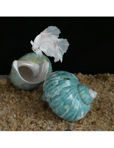 Conchas de Cangrejo Ermitaño 2pcs Verde Grande 7-8 cm
