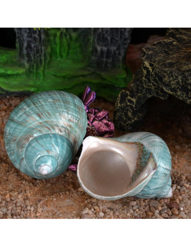 Conchas de Cangrejo Ermitaño 2pcs Verde Grande 7-8 cm