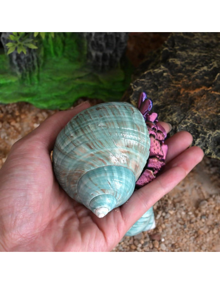 Conchas de Cangrejo Ermitaño 2pcs Verde Grande 7-8 cm