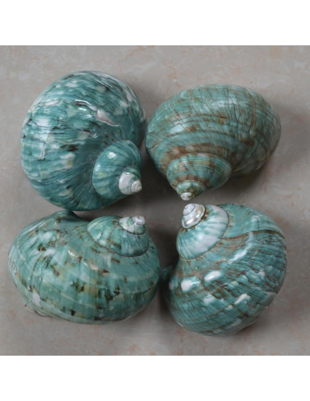 Conchas de Cangrejo Ermitaño 2pcs Verde Grande 7-8 cm