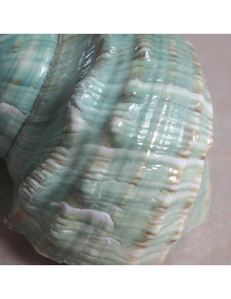 Conchas de Cangrejo Ermitaño 2pcs Verde Grande 7-8 cm