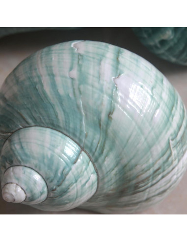 Conchas de Cangrejo Ermitaño 2pcs Verde Grande 7-8 cm