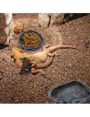 Paquete de 2 Platos para Reptiles CATENESS - Resina 8cm