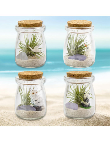 Kit Terrario DIY NW Wholesaler con Planta Aire Tillandsia 5cm