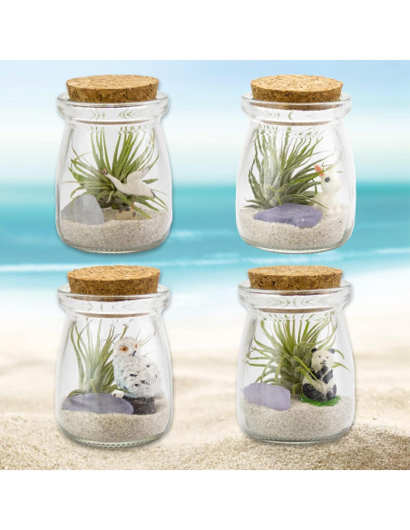 Kit Terrario DIY NW Wholesaler con Planta Aire Tillandsia 5cm