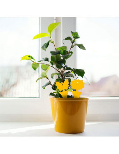 Trampas Adhesivas para Moscas de Fruta USKICH 96 Piezas