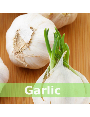 Tónico Herbal SpeedyVite 59 ml Orgánico Inmunológico