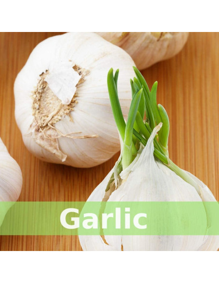 Tónico Herbal SpeedyVite 59 ml Orgánico Inmunológico Tónico Herbal SpeedyVite 59 ml Orgánico Inmunológico