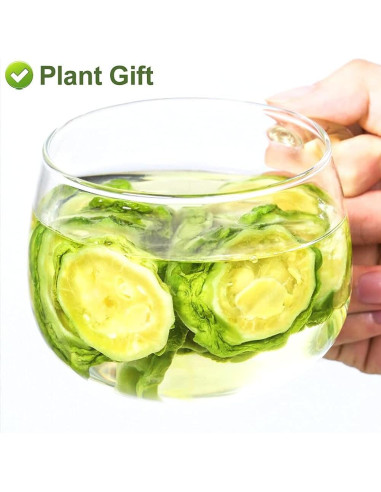 Fruta de Melón Amargo Greenlike 500g - Momordica charantia