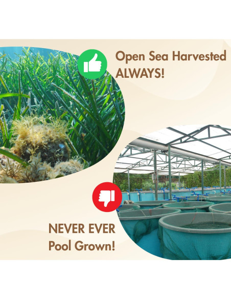 Musgo Marino Dorado Pristine Nutri 226g Crudo y Natural