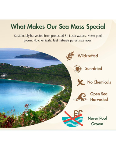 Musgo Marino Dorado Pristine Nutri 226g Crudo y Natural