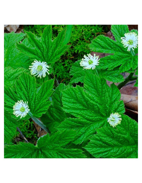 10 Raíces de Goldenseal ELLA'S HOMES para Plantar 10 Raíces de Goldenseal ELLA'S HOMES para Plantar