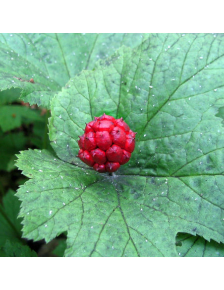 10 Raíces de Goldenseal ELLA'S HOMES para Plantar 10 Raíces de Goldenseal ELLA'S HOMES para Plantar