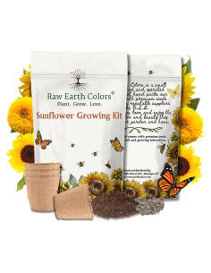 Kit de Crecimiento de Girasoles Enanos RAW EARTH - Semillas Teddy Bear y Sunspot