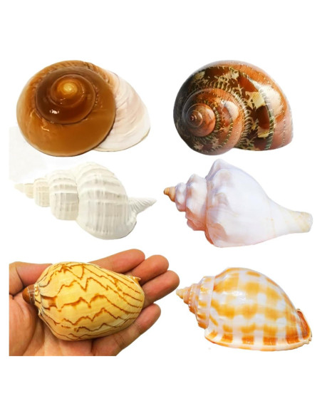 6 Conchas Naturales de Caracol SINGEWOW para Cangrejos Ermitaños 6 Conchas Naturales de Caracol SINGEWOW para Cangrejos Ermitaños