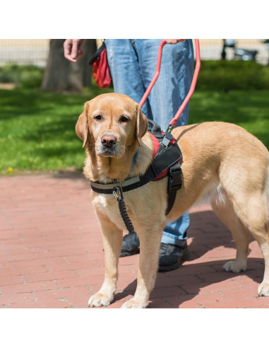 Clip de Seguridad para Correa de Perro Maxqzin DY1760, 16.6cm