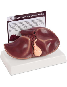 Modelo de Anatomía del Hígado Humano en Silicona 25.9x17 cm 2