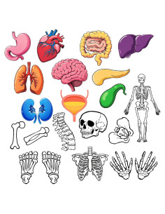 16 Tarjetas de Esqueleto Humano BAOGETONGLER 22.86x15.24cm