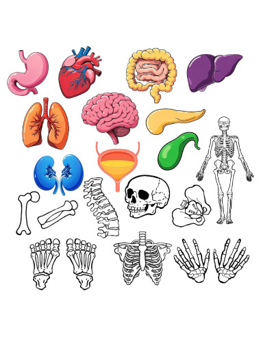 16 Tarjetas de Esqueleto Humano BAOGETONGLER 22.86x15.24cm