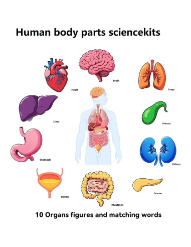 16 Tarjetas de Esqueleto Humano BAOGETONGLER 22.86x15.24cm