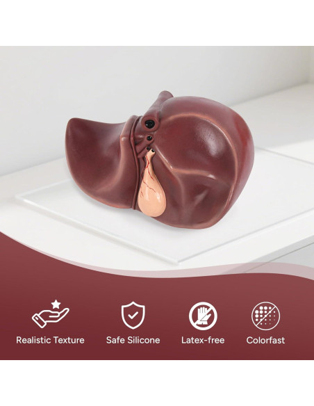 Modelo de Anatomía del Hígado Humano en Silicona 25.9x17 cm