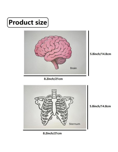 16 Tarjetas de Esqueleto Humano BAOGETONGLER 22.86x15.24cm