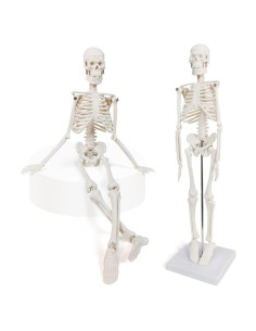 Modelo de Esqueleto Humano Mini 45 cm Benilev con Soporte
