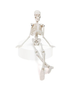 Modelo de Esqueleto Humano Mini 45 cm Benilev con Soporte 2