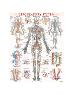 Circulatory System Poster (22 x 28 inches) - Laminated: a QuickStudy Anatomy Reference